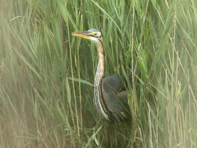 DELTA DEL EBRO 2ª GARZAS Y MARTINETES