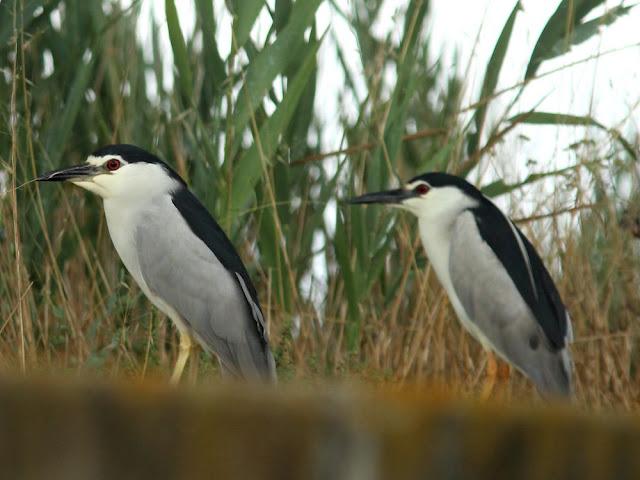 DELTA DEL EBRO 2ª GARZAS Y MARTINETES