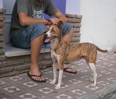 Fiona, recogida de la calle con una hernia en el vientre URGE AYUDA ECONÓMICA y sobre todo adopcion definitiva! (Cadiz)