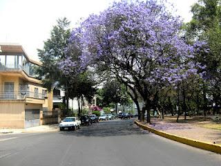 Siembra tu árbol desde la semilla: Jacarandas Siembra tu árbol desde la semilla: Jacarandas