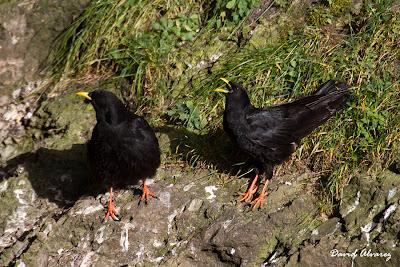 Dando una vuelta por La Bal.louta Dando una vuelta por La Bal.louta