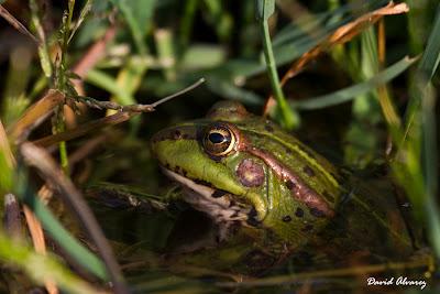 Dando una vuelta por La Bal.louta Dando una vuelta por La Bal.louta