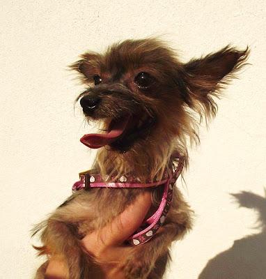 Actualización 19-7-12: NO HAY PALABRAS: Momo, yorki de 1.5 kg - Arca Noé Córdoba Actualización 19-7-12: NO HAY PALABRAS: Momo, yorki de 1.5 kg - Arca Noé Córdoba