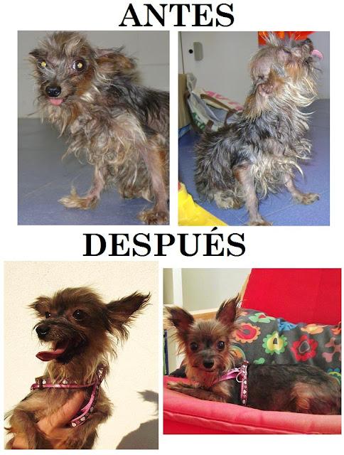 Actualización 19-7-12: NO HAY PALABRAS: Momo, yorki de 1.5 kg - Arca Noé Córdoba Actualización 19-7-12: NO HAY PALABRAS: Momo, yorki de 1.5 kg - Arca Noé Córdoba