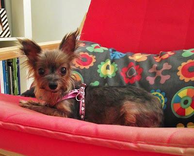 Actualización 19-7-12: NO HAY PALABRAS: Momo, yorki de 1.5 kg - Arca Noé Córdoba Actualización 19-7-12: NO HAY PALABRAS: Momo, yorki de 1.5 kg - Arca Noé Córdoba