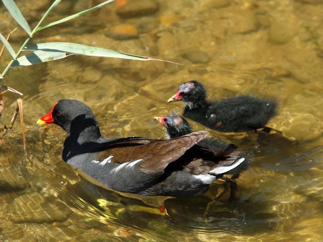 DELTA DEL EBRO 4ª CURIOSIDADES