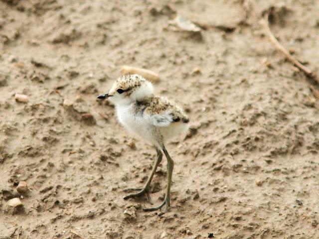 DELTA DEL EBRO 4ª CURIOSIDADES