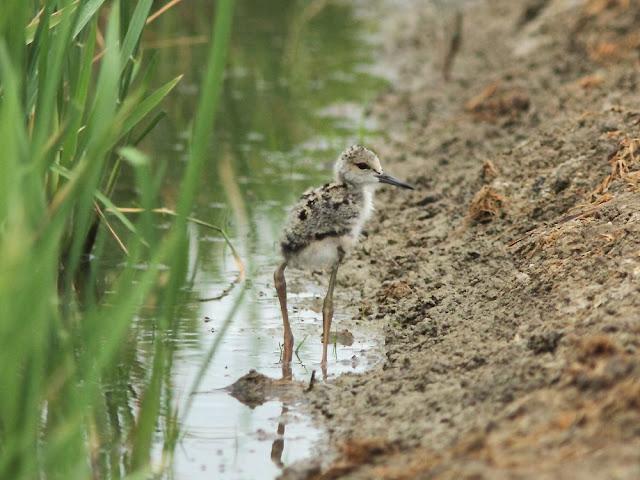 DELTA DEL EBRO 4ª CURIOSIDADES