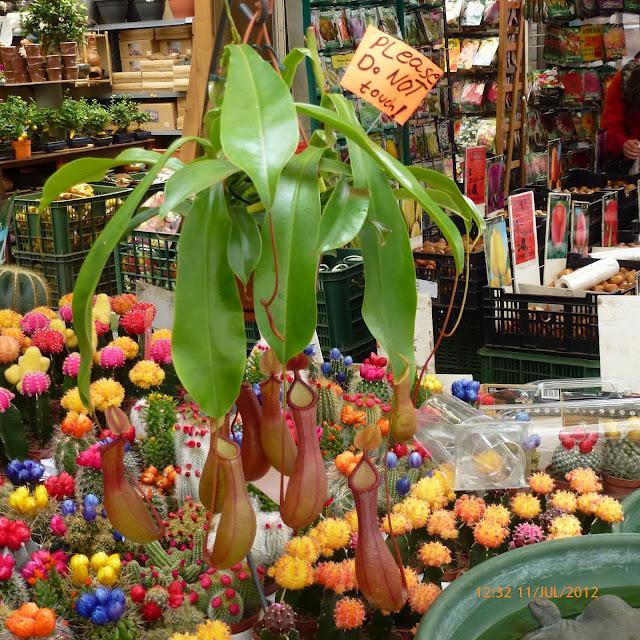 Mercado de las flores de Amsterdam