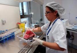 banco crodon umbilical El precio del banco de sangre de cordones umbilicales en España