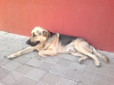 Galga en celo y cachorrón pastor alemán en la calle de Brenes. (Sevilla)