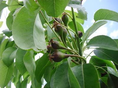 PERAS ERCOLINA, UNA EXCELENTE FRUTA