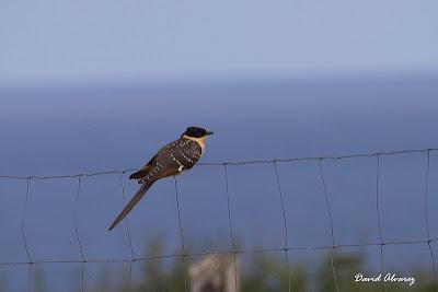 Críalos en Asturies Críalos en Asturies