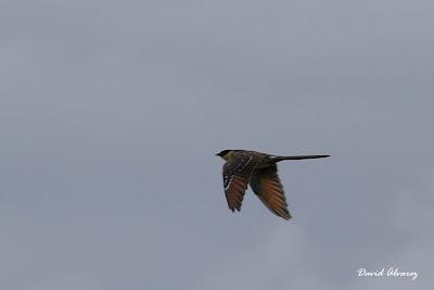Críalos en Asturies Críalos en Asturies