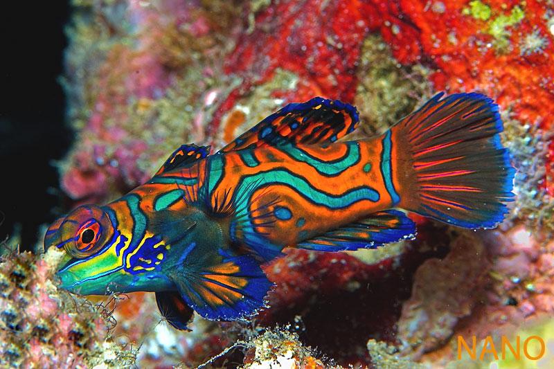peces raros