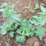 foto planta medicinal Cenizo foto planta medicinal Cenizo