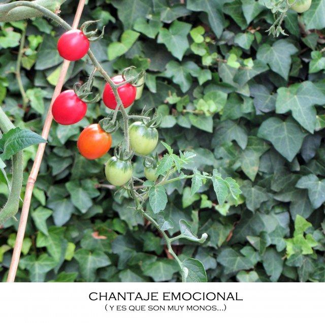 bonitos Toca huerto.