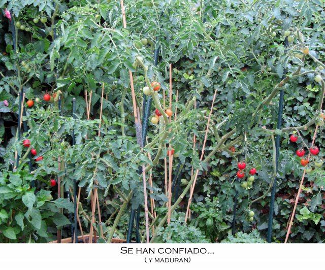 confiados Toca huerto.