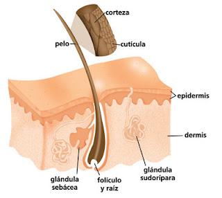 ¿Afeitarse hace crecer el pelo más ancho?