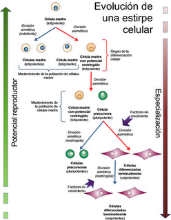 Más allá del ciclo celular: Vida y muerte de la célula