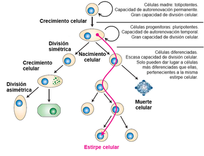 Más allá del ciclo celular: Vida y muerte de la célula Más allá del ciclo celular: Vida y muerte de la célula