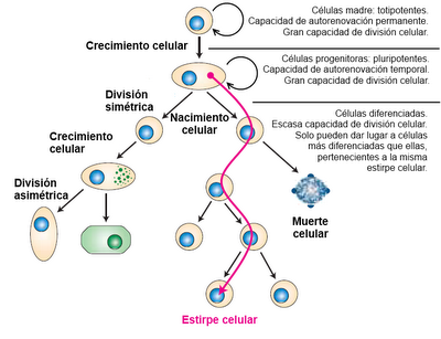 Más allá del ciclo celular: Vida y muerte de la célula