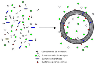 Evolución prebiótica y origen de la vida II: de las vesículas a las células Evolución prebiótica y origen de la vida II: de las vesículas a las células