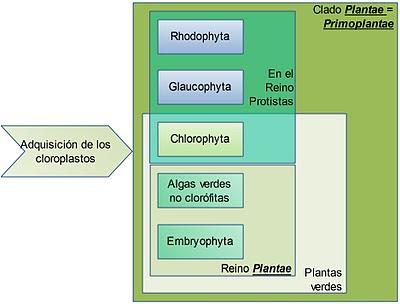 Las plantas: sistemática, origen y evolución - I