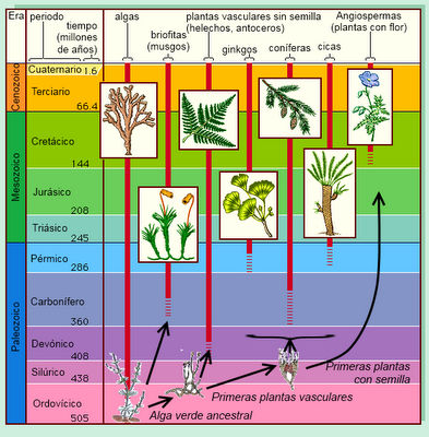 Evolución de las plantas II: la radiación de las plantas terrestres Evolución de las plantas II: la radiación de las plantas terrestres