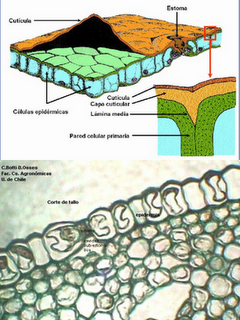 Anatomía y fisiología vegetal I: Tipos de tejidos vegetales