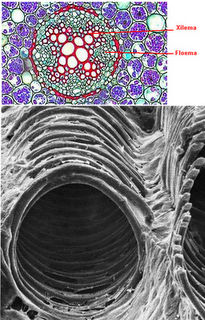 Anatomía y fisiología vegetal I: Tipos de tejidos vegetales