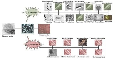Sistemática: acercamiento a la clasificación de los seres vivos Sistemática: acercamiento a la clasificación de los seres vivos