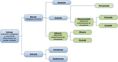 Clasificación y filogenia de los Eucariotas Clasificación y filogenia de los Eucariotas