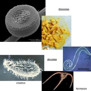 Clasificación y filogenia de los Eucariotas Clasificación y filogenia de los Eucariotas