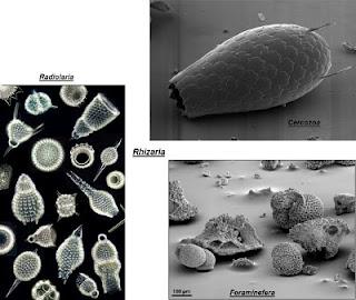 Clasificación y filogenia de los Eucariotas Clasificación y filogenia de los Eucariotas