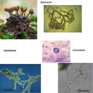 Clasificación y filogenia de los Eucariotas Clasificación y filogenia de los Eucariotas