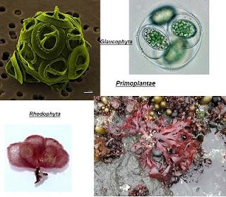 Clasificación y filogenia de los Eucariotas Clasificación y filogenia de los Eucariotas