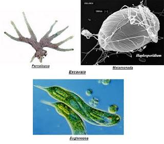 Clasificación y filogenia de los Eucariotas Clasificación y filogenia de los Eucariotas