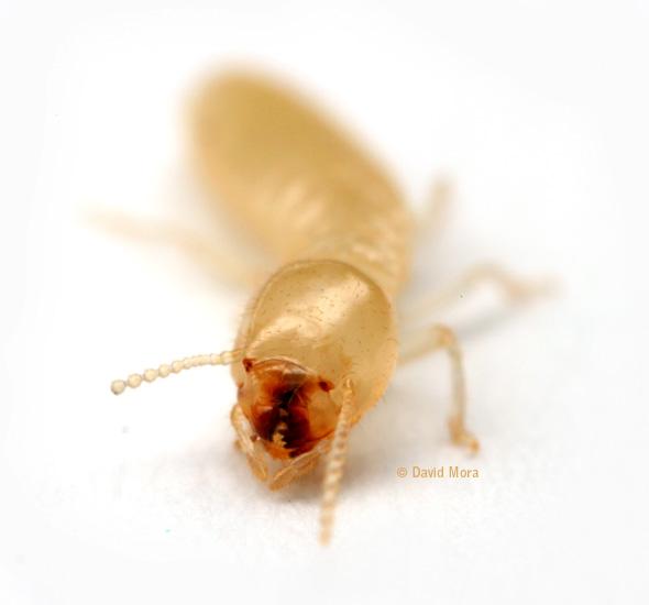 termita obrera Testimonios: Xilófagos.