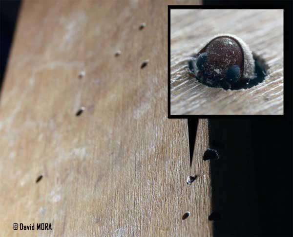 carcoma saliendo a través de su orificio Testimonios: Xilófagos.