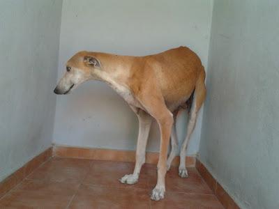 LUCERO, galgo con las patas partidas y mal soldadas. URGENTE ADOPCIÓN!!