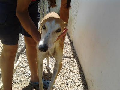 LUCERO, galgo con las patas partidas y mal soldadas. URGENTE ADOPCIÓN!!