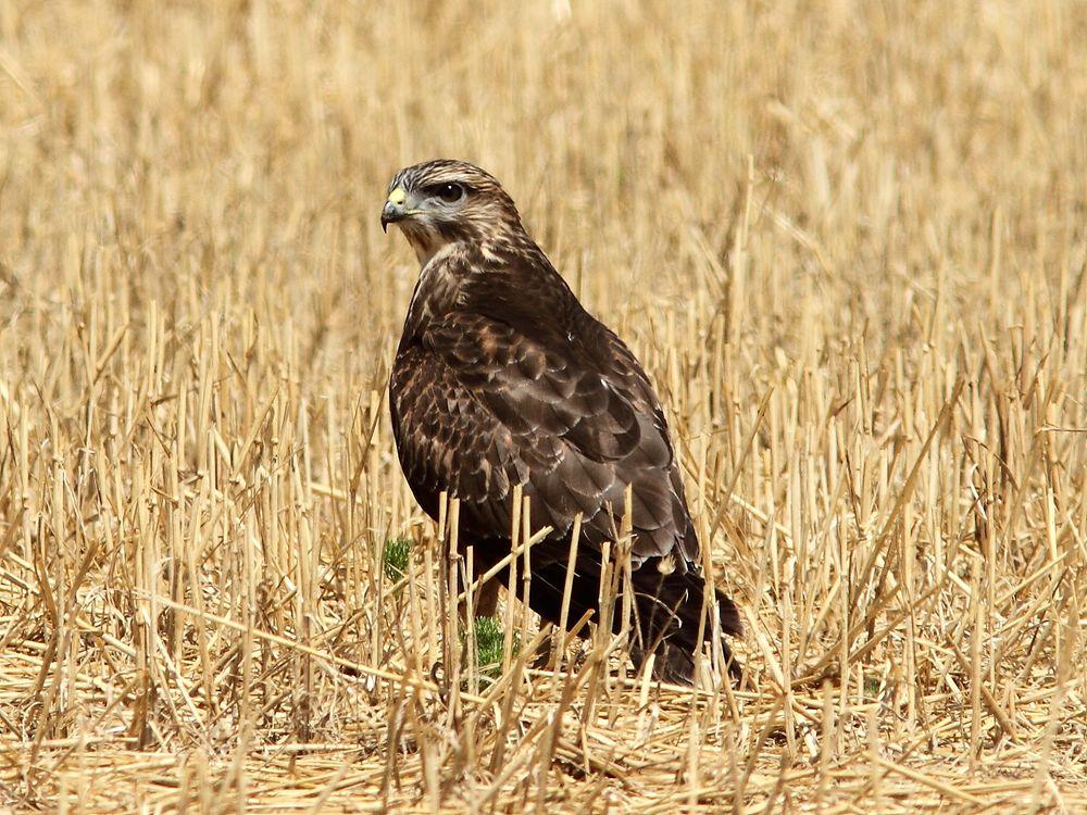 LOS CIELOS DE NAVARRA-RAPACES