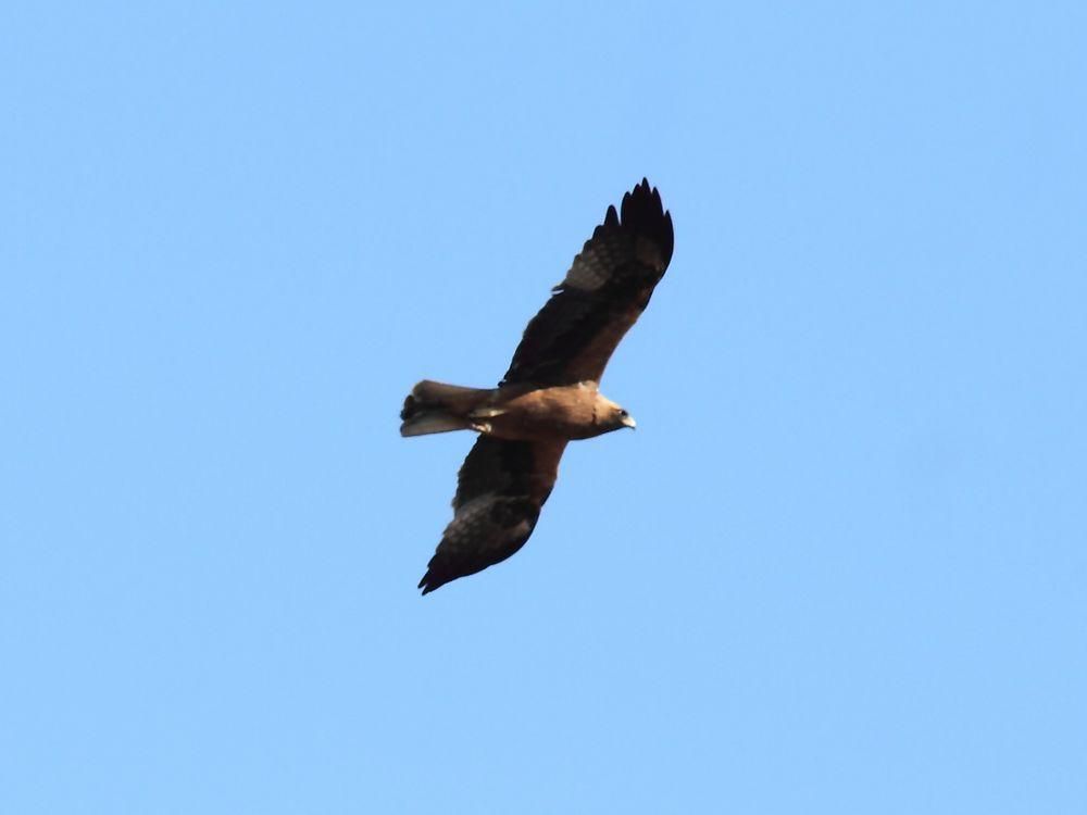 LOS CIELOS DE NAVARRA-RAPACES