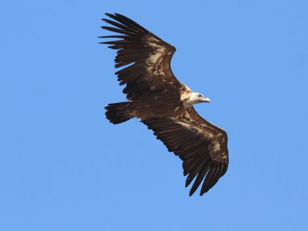 LOS CIELOS DE NAVARRA-RAPACES