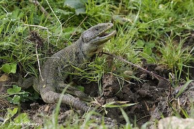 El lagarto ocelado en Asturies El lagarto ocelado en Asturies