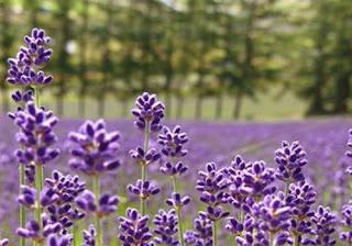 Campos de lavanda en Japón