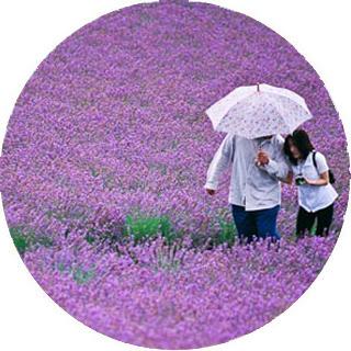 Campos de lavanda en Japón