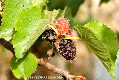 MERMELADA DE MORAS