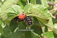 MERMELADA DE MORAS